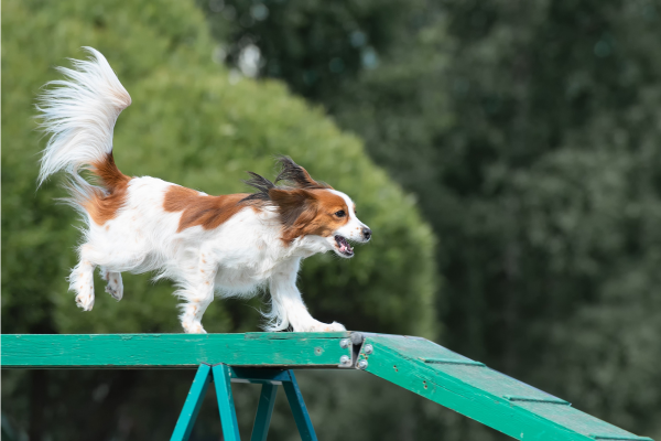 holandsky-vodny-spaniel